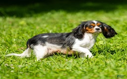 Cavalier King Charles Spaniel dogs for sale: Archie - Image 5