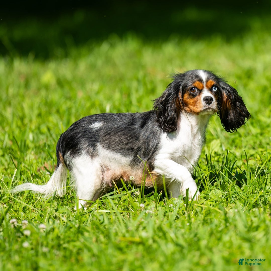 Cavalier King Charles Spaniel dogs for sale: Archie - Image 5