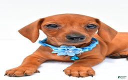 Miniature Dachshund dogs for sale: Isabella - Image 6
