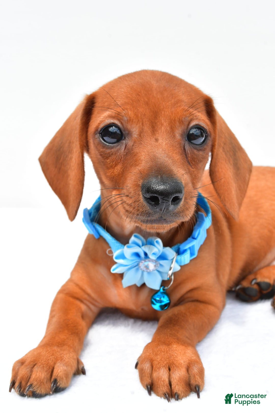 Miniature Dachshund dogs for sale: Isabella - Image 6