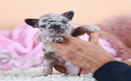 French Bulldog dogs for sale: Daisy - Image 9