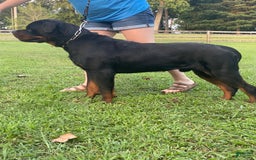 Rottweiler dogs for sale: Pink Collar - Image 14
