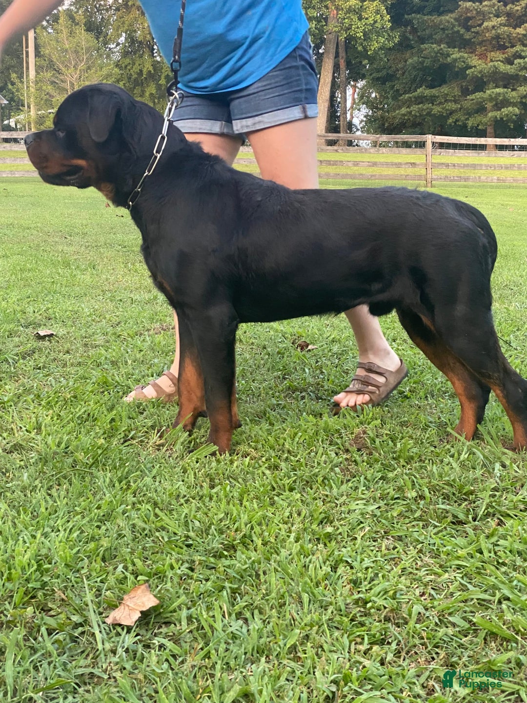 Rottweiler dogs for sale: Pink Collar - Image 14