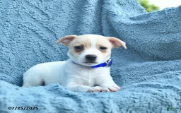 Toy Fox Terrier dogs for sale: Sailor - Image 3