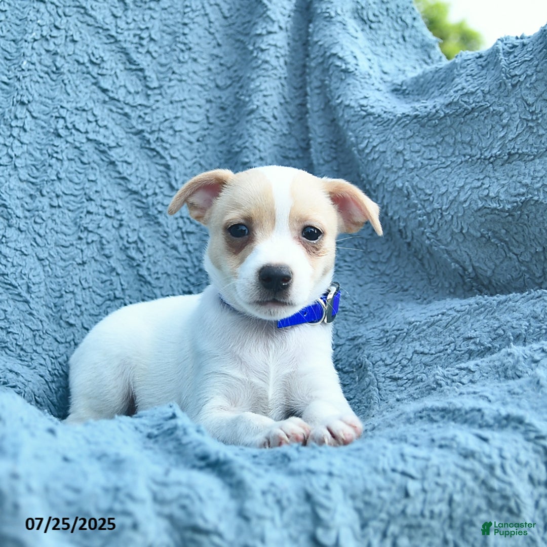 Toy Fox Terrier dogs for sale: Sailor - Image 3