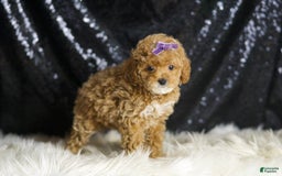 Toy Poodle dogs for sale: Naveen - Image 4