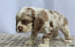 Cocker Spaniel dogs for sale: Reese - Image 7