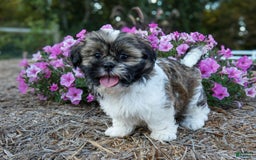 Shih Tzu dogs for sale: Rocky - Image 3