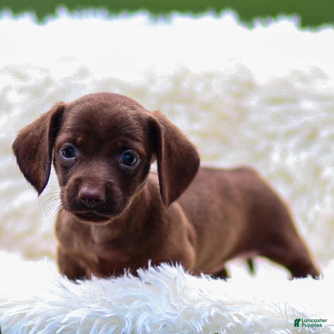 Miniature Dachshund dogs for sale: Felena - Image 3