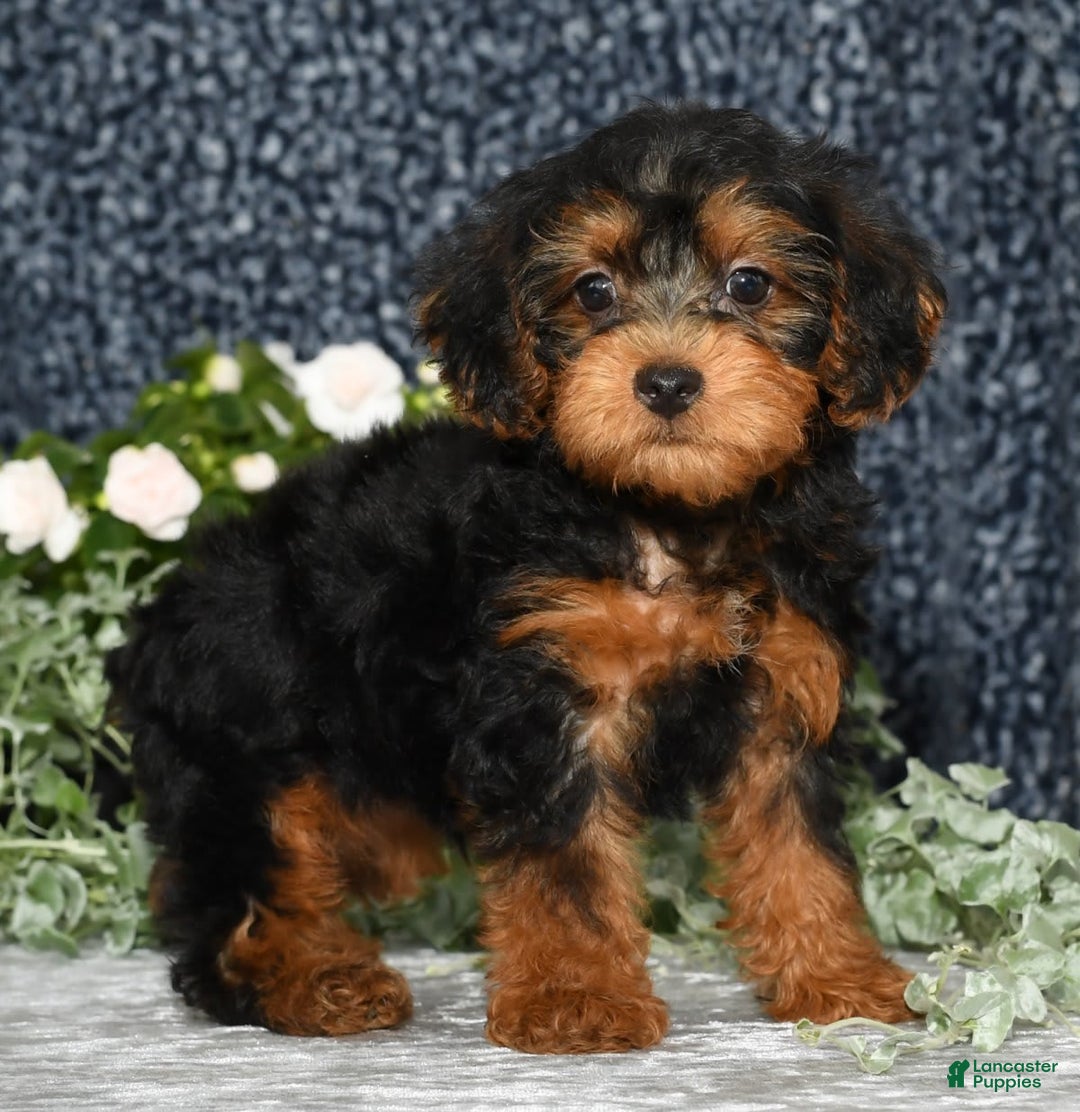Yorkiepoo dogs for sale: Lucas - Image 2