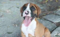 Boxer dogs for sale: Samson - Image 6