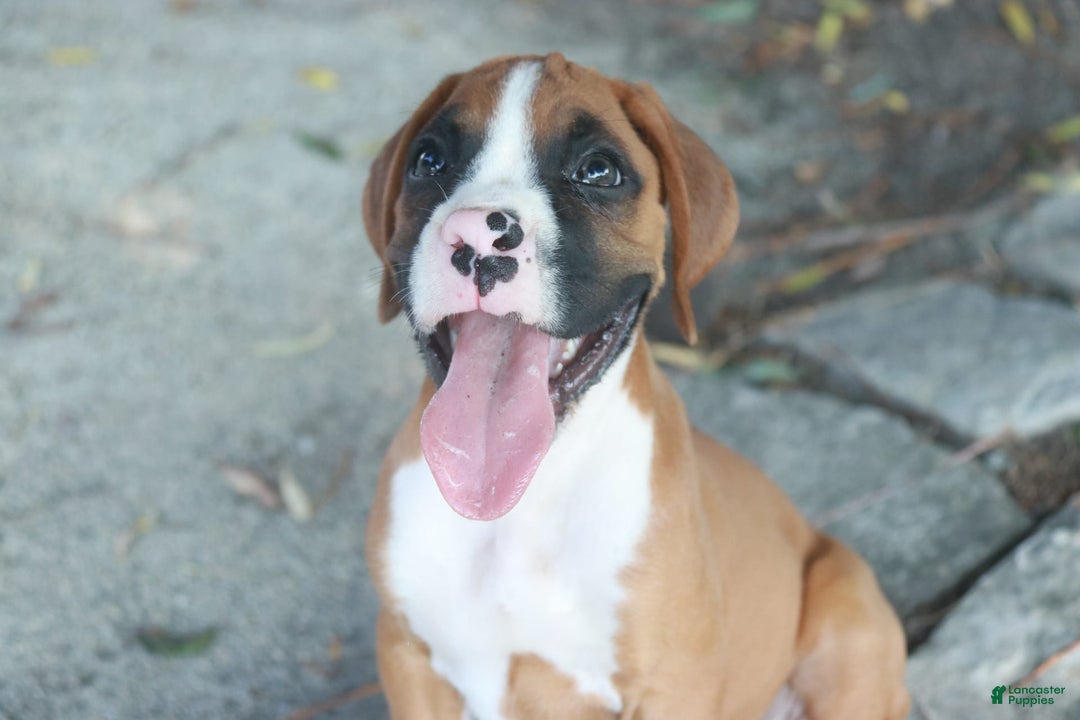 Boxer dogs for sale: Samson - Image 6