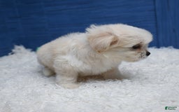 Shihpoo dogs for sale: Cedric - Image 9