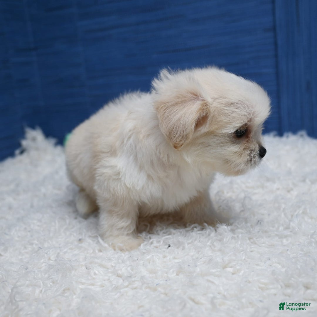 Shihpoo dogs for sale: Cedric - Image 9