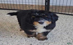 Mini Bernedoodle dogs for sale: Reef - Image 4