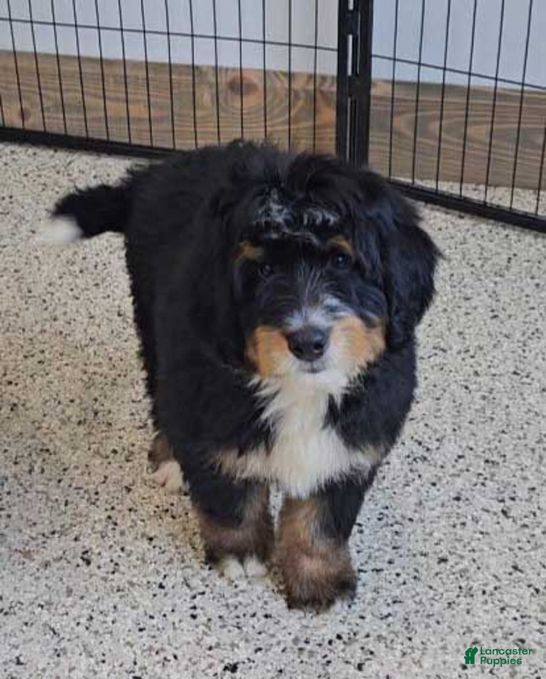 Mini Bernedoodle dogs for sale: Reef - Image 4