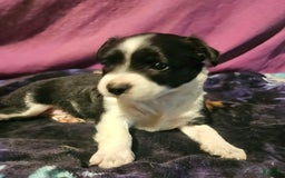 Chihuahua dogs for sale: Lori - Image 12
