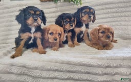 Cavalier King Charles Spaniel dogs for sale: Joy - Image 2