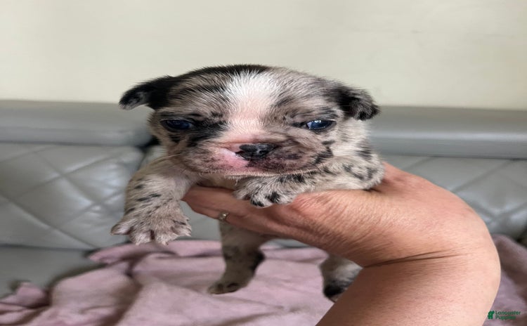 French Bulldog dogs for sale - Ad 2