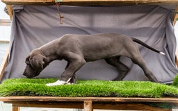 Great Dane dogs for sale: Molly - Image 3
