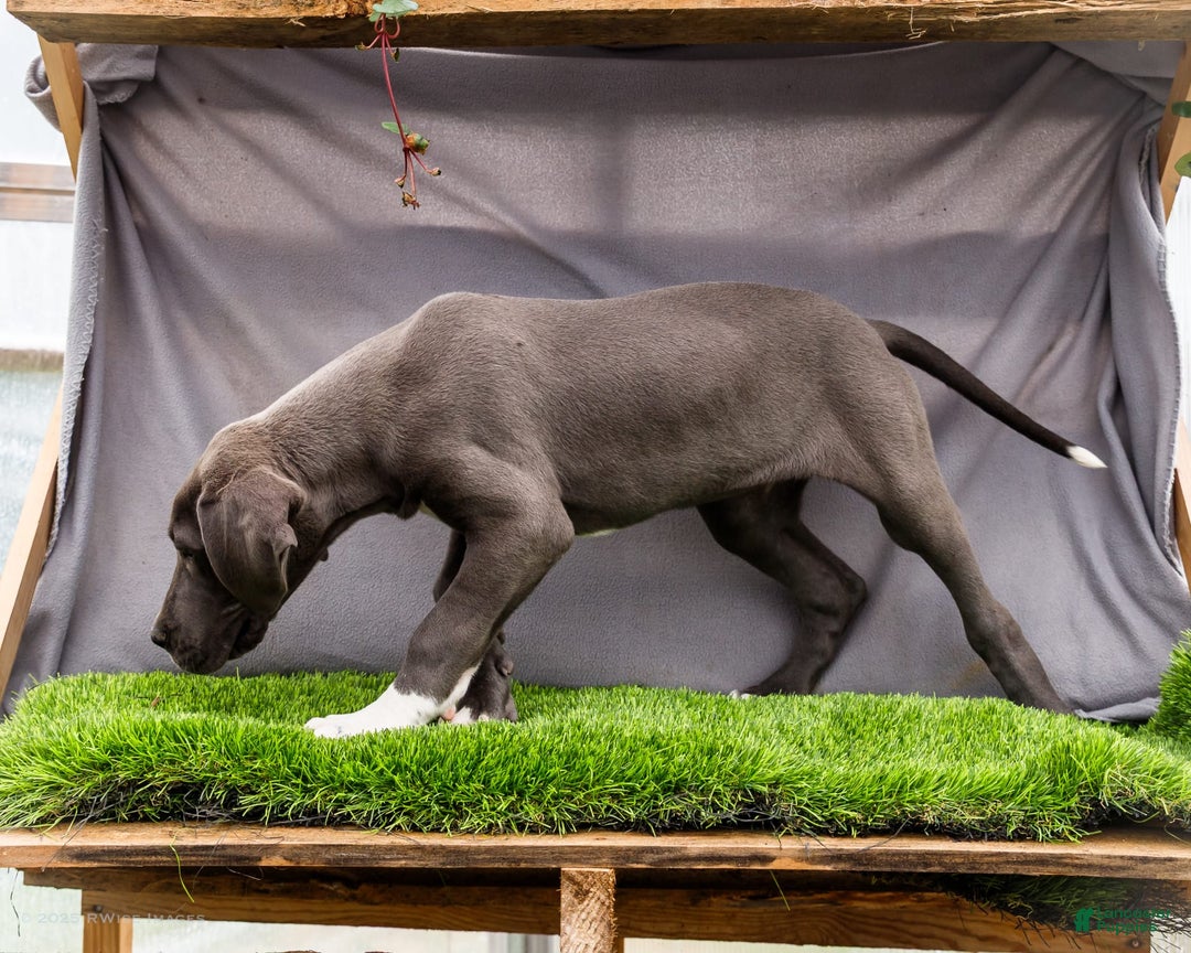 Great Dane dogs for sale: Molly - Image 3