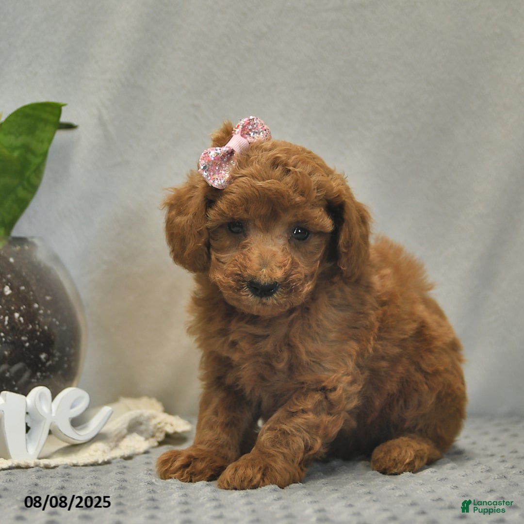 Toy Poodle dogs for sale: Juliet - Image 4