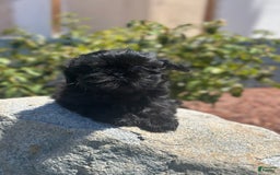 Shih Tzu dogs for sale: Lulu - Image 2