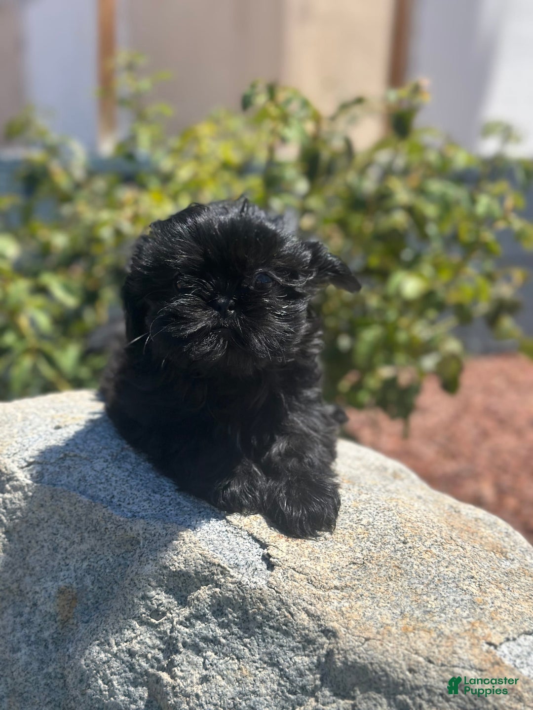 Shih Tzu dogs for sale: Lulu - Image 2