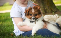 Papillon dogs for sale: Rome - Image 30