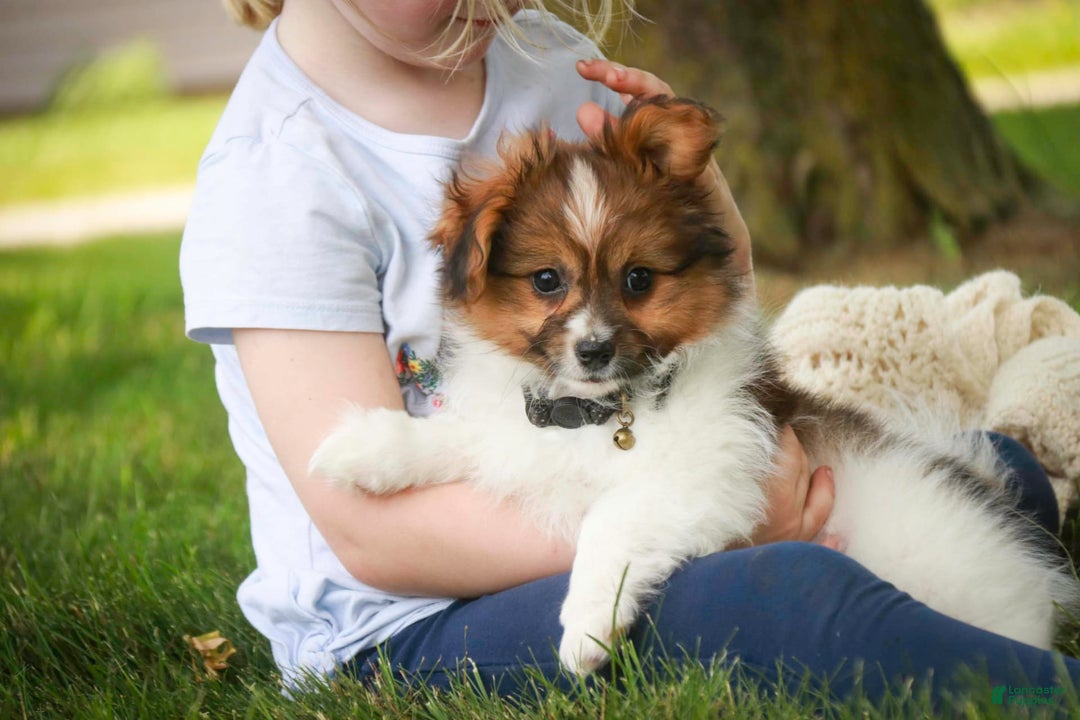 Papillon dogs for sale: Rome - Image 30