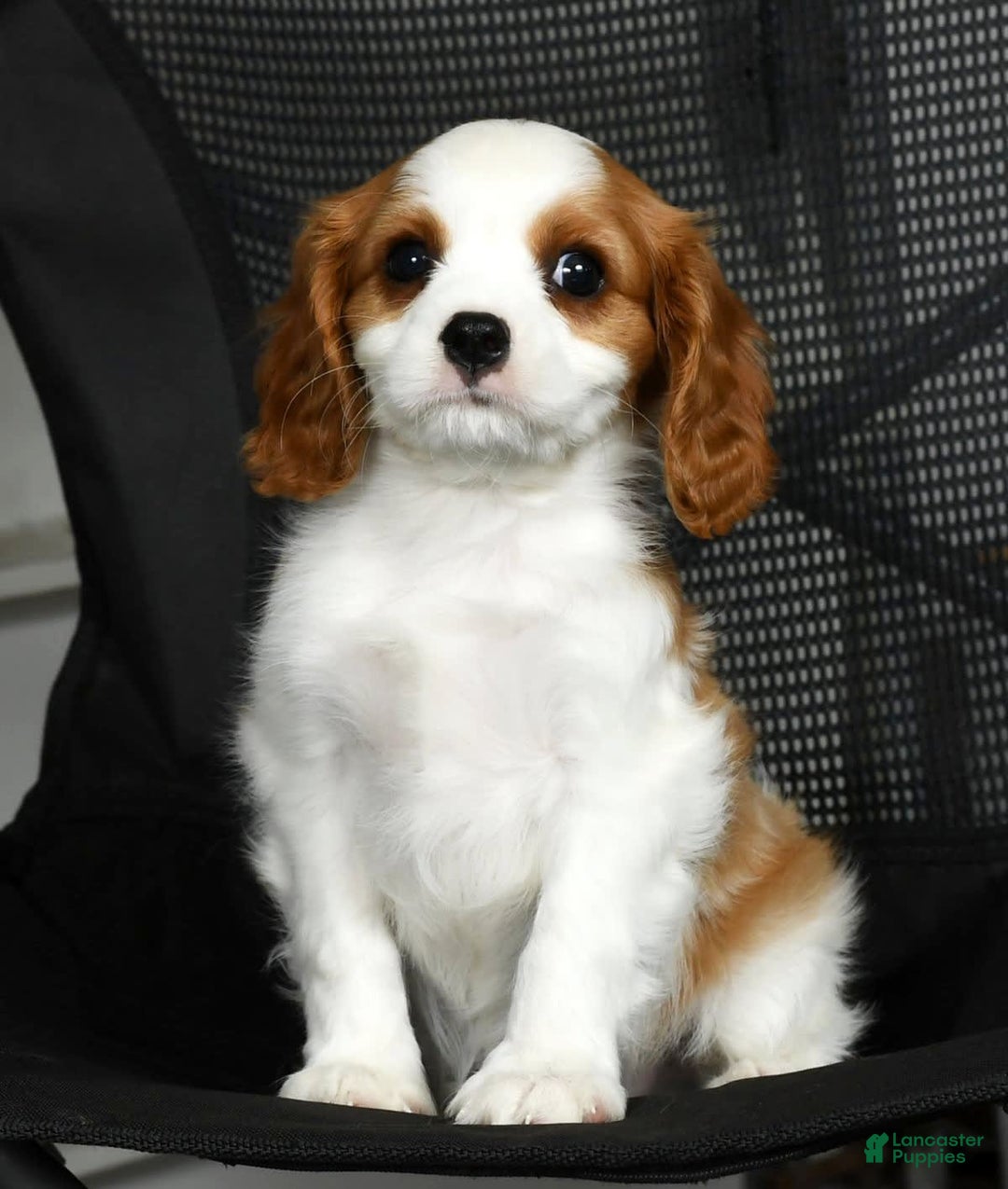 Cavalier King Charles Spaniel dogs for sale: Ike - Image 4
