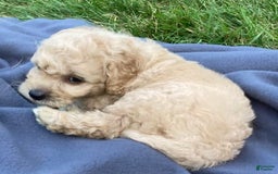 Labradoodle dogs for sale: Maxwell - Image 17