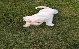 Mini Hippo dogs for sale: Casey - Image 18