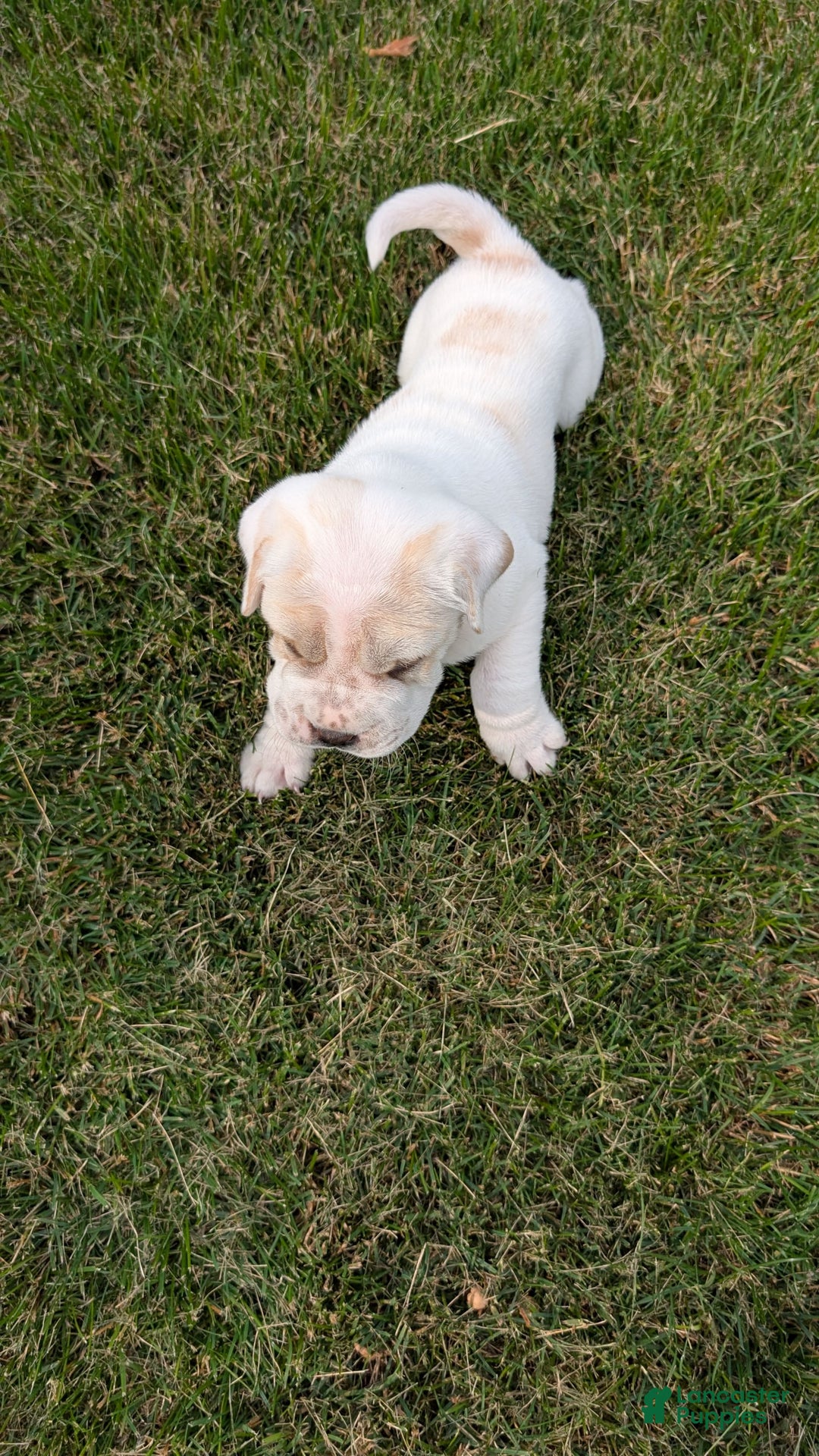 Mini Hippo dogs for sale: Casey - Image 18