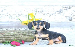 Miniature Dachshund dogs for sale: Cola - Image 28