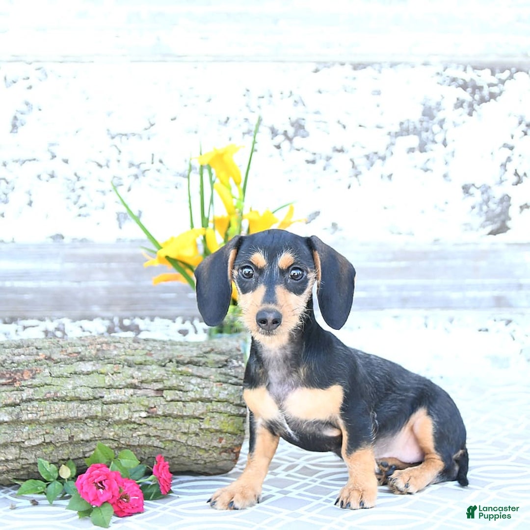 Miniature Dachshund dogs for sale: Cola - Image 28