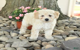 Miniature Poodle dogs for sale: Sunshine - Image 3