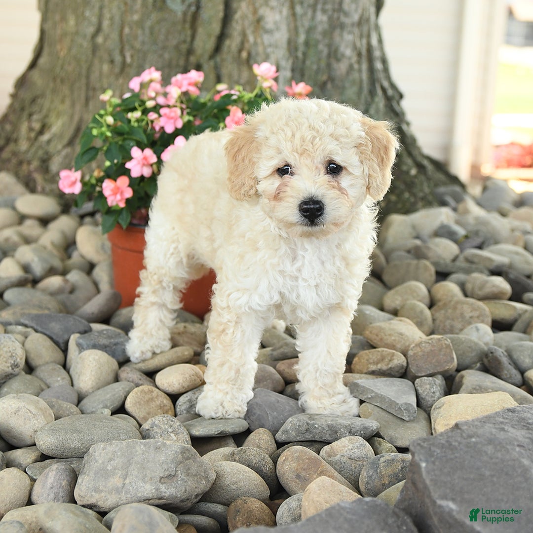 Miniature Poodle dogs for sale: Sunshine - Image 3