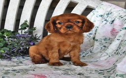 Cavalier King Charles Spaniel dogs for sale: Maybelle - Image 3