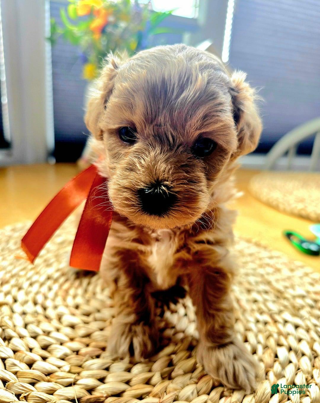Maltipoo dogs for sale: Nexxy - Image 2