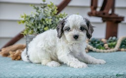 Cavapoo dogs for sale: Pookie - Image 1