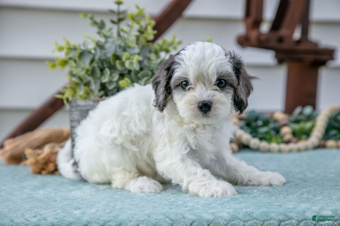 Cavapoo dogs for sale: Pookie - Image 1