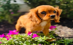 Cavalier King Charles Spaniel dogs for sale: Rose - Image 10