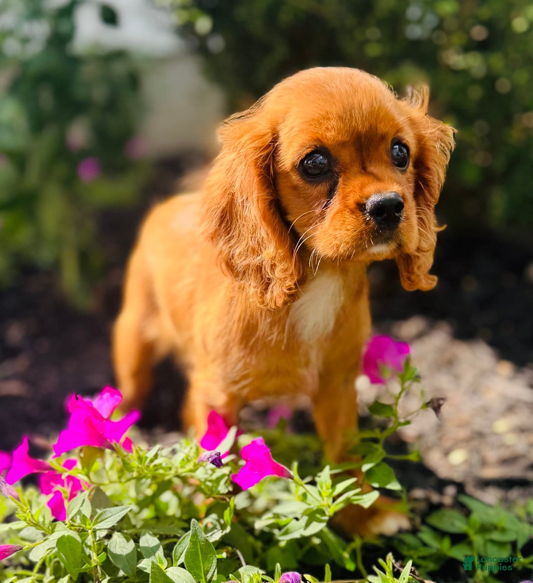 Cavalier King Charles Spaniel dogs for sale: Rose - Image 10
