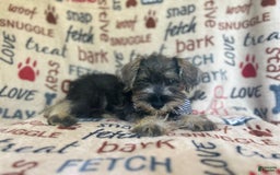 Miniature Schnauzer dogs for sale: Tex - Image 5
