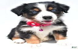 Australian Shepherd dogs for sale: Kate - Image 3