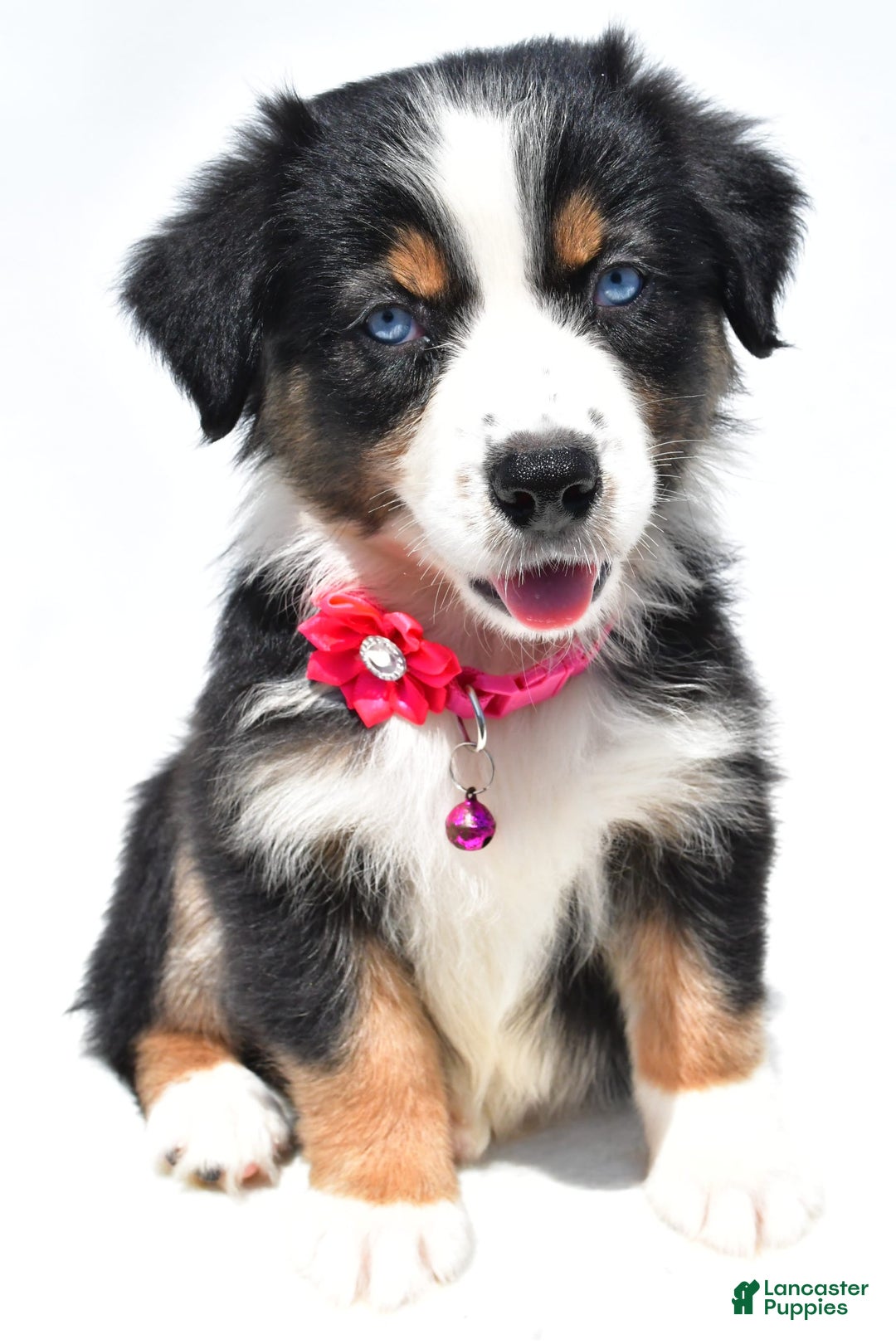 Australian Shepherd dogs for sale: Kate - Image 3