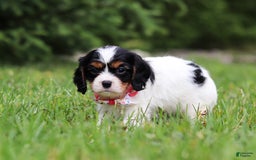 Cavalier King Charles Spaniel dogs for sale: Rosie - Image 3