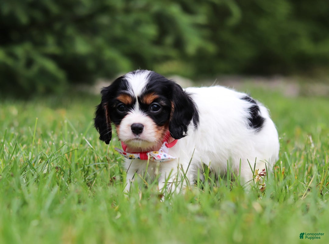 Cavalier King Charles Spaniel dogs for sale: Rosie - Image 3
