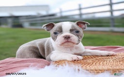 Boston Terrier dogs for sale: Darla - Image 1